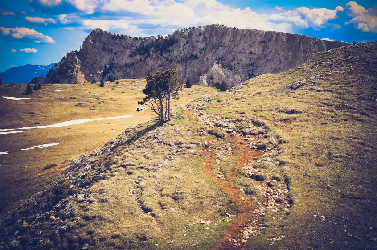 Un arbre seul sur une crête, lumière dorée