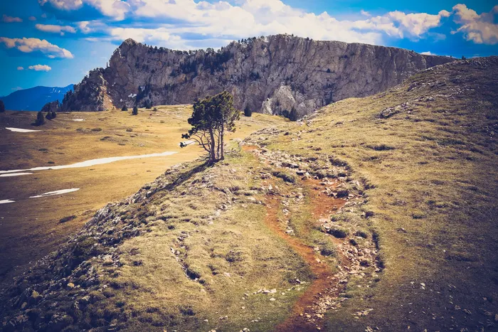 Un arbre seul sur une crête du Vercors, dans la lumière dorée